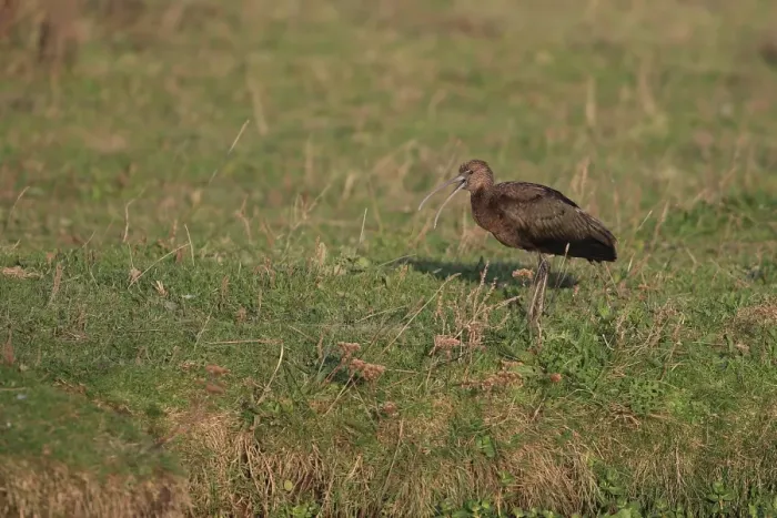 Framed Print : Glossy Ibis (Plegadis falcinellus) adult, non-breeding plumage, vagrant standing on ground, with beak open, Norfolk Framed Print : Glossy Ibis (Plegadis falcinellus) adult, non-breeding plumage, vagrant standing on ground, with beak open, Norfolk