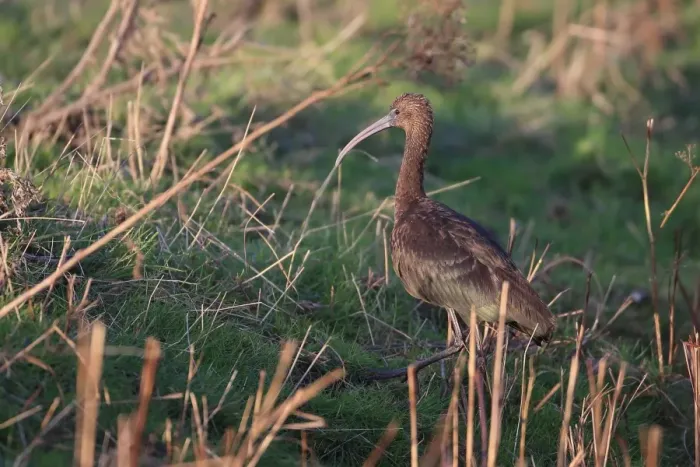 Framed Print : Glossy Ibis (Plegadis falcinellus) adult, non-breeding plumage, vagrant walking on ground, Norfolk, England, November Framed Print : Glossy Ibis (Plegadis falcinellus) adult, non-breeding plumage, vagrant walking on ground, Norfolk, England, November