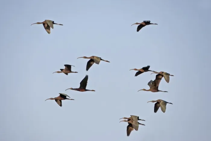 Framed Print : Glossy Ibis (Plegadis falcinellus) flock, in flight, Keoladeo Ghana N. P. (Bharatpur), Rajasthan, India