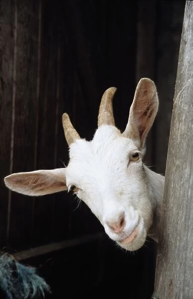 Goat looking round stable door