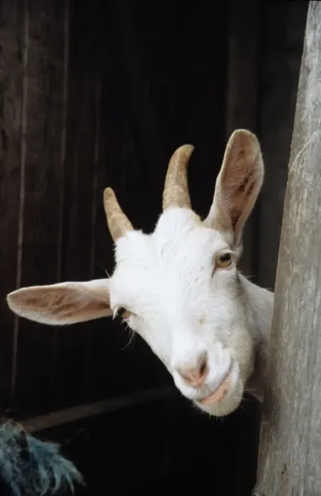 Framed Print : Goat looking round stable door Framed Print : Goat looking round stable door