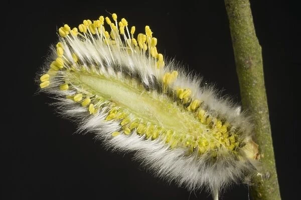 Goat or pussy willow, Salix caprea, section through a male catkin showing its structure