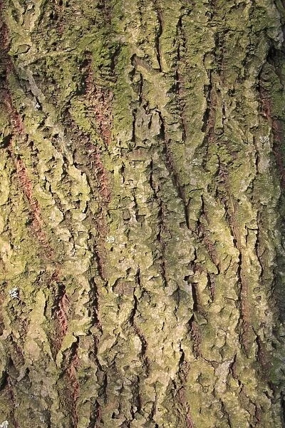 Goat Willow (Salix caprea) close-up of bark, growing in woodland, Vicarage Plantation, Mendlesham, Suffolk, England