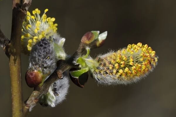 Goat Willow (Salix caprea) close-up of flowering catkins, Blashford Lakes Nature Reserve, Avon Valley, New Forest N. P