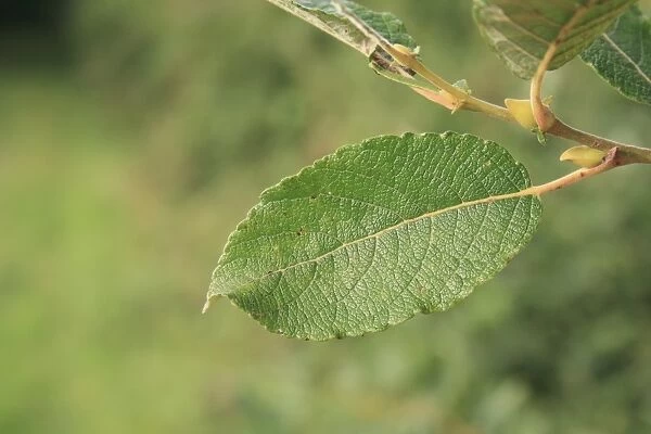 Goat Willow (Salix caprea) close-up of leaf, growing in woodland, Vicarage Plantation, Mendlesham, Suffolk, England