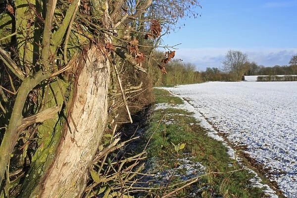 Goat Willow (Salix caprea) close-up of trunk with flail damage, growing in hedgerow at edge of snow covered arable