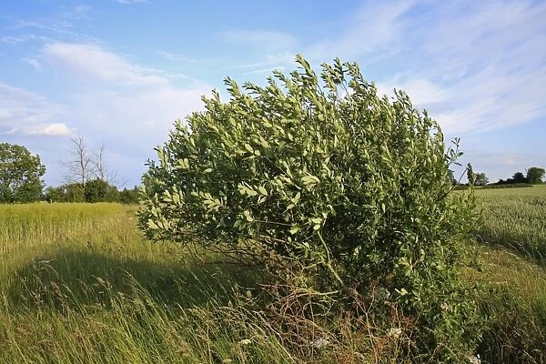 Goat Willow (Salix caprea) habit, growing in ditch beside arable fields, Bacton, Suffolk, England, june