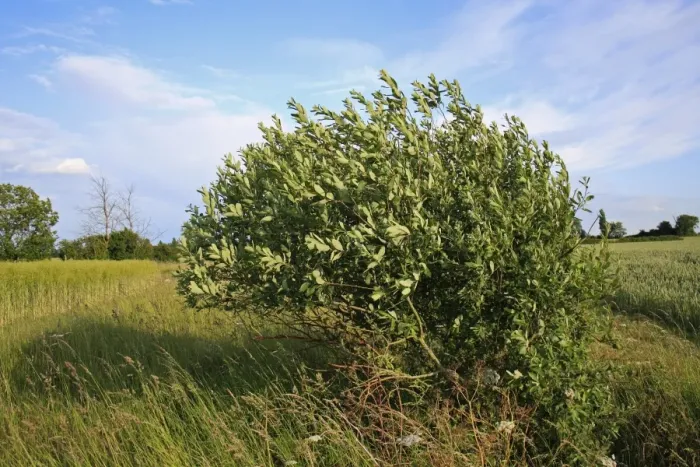 Framed Print : Goat Willow (Salix caprea) habit, growing in ditch beside arable fields, Bacton, Suffolk, England, june Framed Print : Goat Willow (Salix caprea) habit, growing in ditch beside arable fields, Bacton, Suffolk, England, june