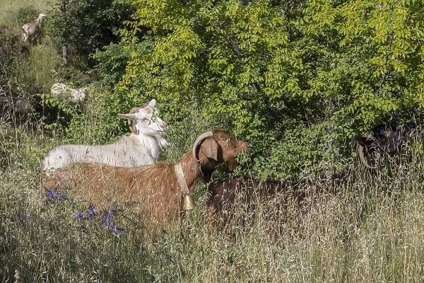 Goats eating leaves and flowers of Christs Thorn tree - Bulgaria