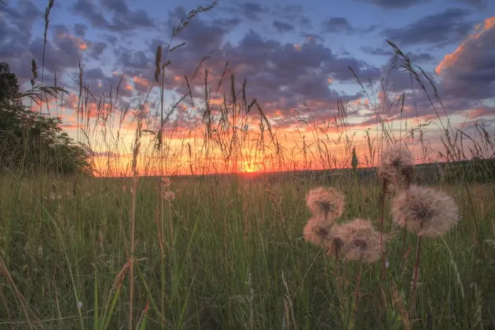 Framed Print : Goatsbeard (Tragopogon pratensis) seedheads, growing in hay meadow habitat at sunset, Causse de Gramat, Massif Central, Lot, France, may Framed Print : Goatsbeard (Tragopogon pratensis) seedheads, growing in hay meadow habitat at sunset, Causse de Gramat, Massif Central, Lot, France, may