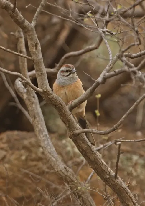 Framed Print : Godlewski's Bunting (Emberiza godlewskii) adult, perched in bare tree on cliff, Bai He River, Huairou, Beijing, China, may Framed Print : Godlewski's Bunting (Emberiza godlewskii) adult, perched in bare tree on cliff, Bai He River, Huairou, Beijing, China, may