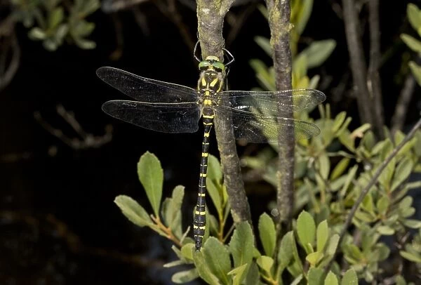 Gold-ringed Dragonfly (Cordulegaster boltonii) adult male, resting on twig beside stream, New Forest, Hampshire
