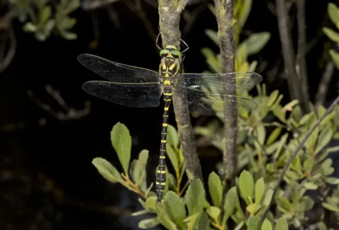 Framed Print : Gold-ringed Dragonfly (Cordulegaster boltonii) adult male, resting on twig beside stream, New Forest, Hampshire Framed Print : Gold-ringed Dragonfly (Cordulegaster boltonii) adult male, resting on twig beside stream, New Forest, Hampshire