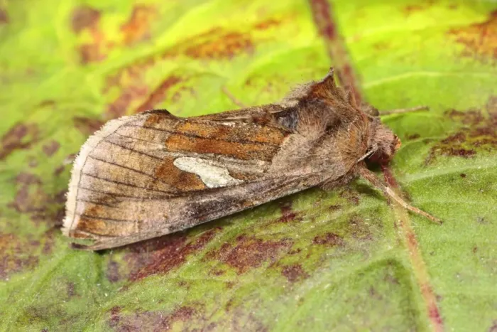 Framed Print : Gold Spangle (Autographa bractea) adult, resting on leaf, Powys, Wales, july