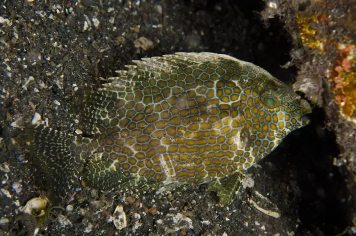 Framed Print : Gold-spotted Rabbitfish (Siganus punctatus) adult, with night colours, at night, Lembeh Straits, Sulawesi Framed Print : Gold-spotted Rabbitfish (Siganus punctatus) adult, with night colours, at night, Lembeh Straits, Sulawesi