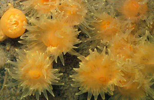 Gold Star Cup Coral (Balanophyllia regia)