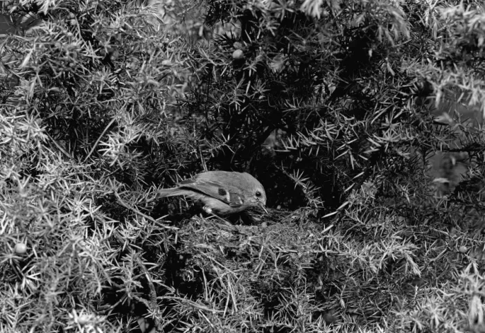 Framed Print : Goldcrest - Aviemore Scotland. Taken by Eric Hosking in 1939 Framed Print : Goldcrest - Aviemore Scotland. Taken by Eric Hosking in 1939