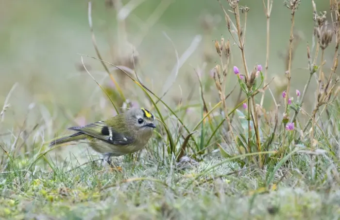 Framed Print : Goldcrest (Regulus regulus) adult, migrant, standing on ground, Holme, Norfolk, England, november