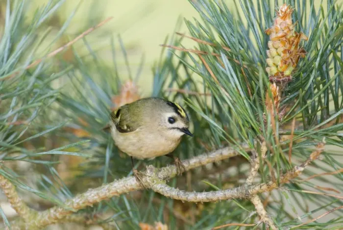Framed Print : Goldcrest (Regulus regulus) adult, perched on pine twig, Suffolk, England, april Framed Print : Goldcrest (Regulus regulus) adult, perched on pine twig, Suffolk, England, april