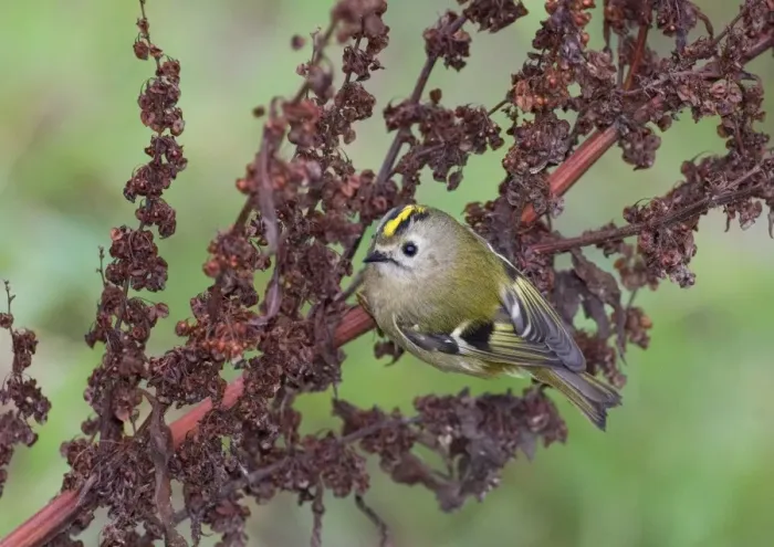 Framed Print : Goldcrest (Regulus regulus) adult, autumn migrant, perched on seedhead, Northumberland, England, october Framed Print : Goldcrest (Regulus regulus) adult, autumn migrant, perched on seedhead, Northumberland, England, october