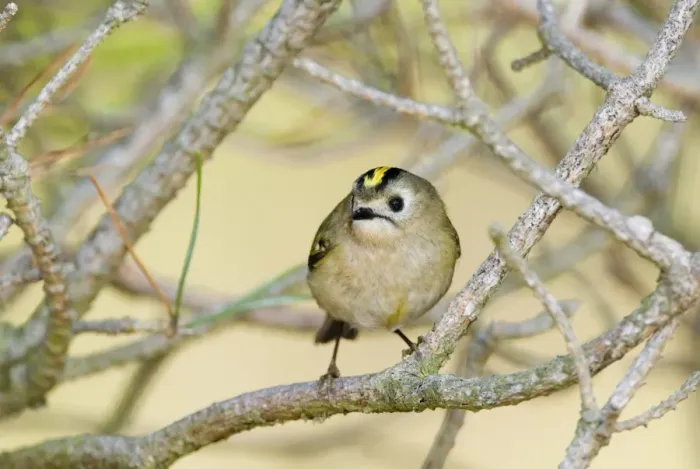 Framed Print : Goldcrest (Regulus regulus) adult, perched on pine twig, Suffolk, England, april Framed Print : Goldcrest (Regulus regulus) adult, perched on pine twig, Suffolk, England, april