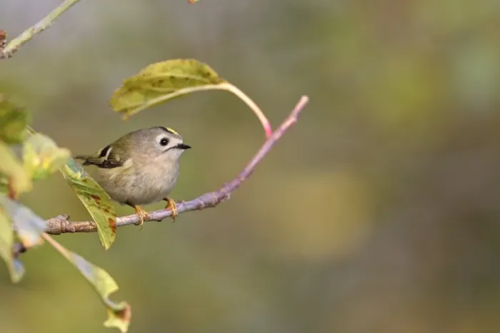 Framed Print : Goldcrest (Regulus regulus) adult, perched on twig, Strumpshaw Fen RSPB Reserve, River Yare, The Broads N. P