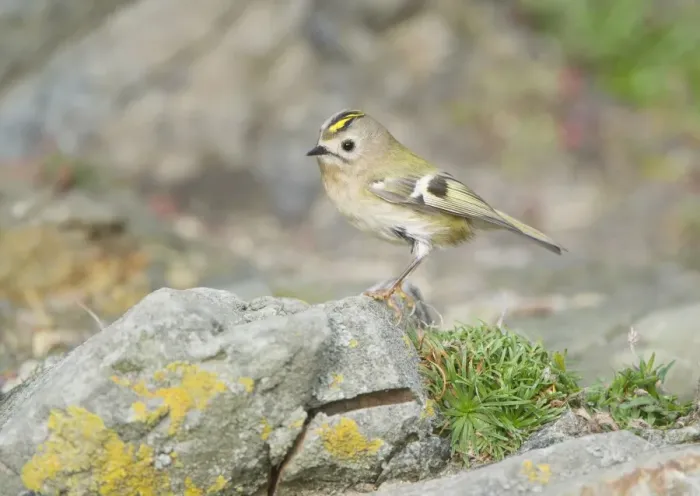 Framed Print : Goldcrest (Regulus regulus) adult female, perched on rock, Fair Isle, Shetland Islands, Scotland, october Framed Print : Goldcrest (Regulus regulus) adult female, perched on rock, Fair Isle, Shetland Islands, Scotland, october