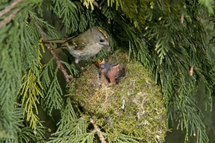 Framed Print : Goldcrest (Regulus regulus) adult male, feeding chicks at nest, nesting in Leyland Cypress (Cupressus x leylandii) Framed Print : Goldcrest (Regulus regulus) adult male, feeding chicks at nest, nesting in Leyland Cypress (Cupressus x leylandii)