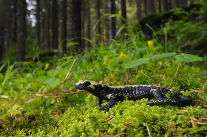 Framed Print : Golden Alpine Salamander (Salamandra atra aurorae) adult, in montane woodland habitat, Venetian Prealps, Italian Alps, Italy, june Framed Print : Golden Alpine Salamander (Salamandra atra aurorae) adult, in montane woodland habitat, Venetian Prealps, Italian Alps, Italy, june