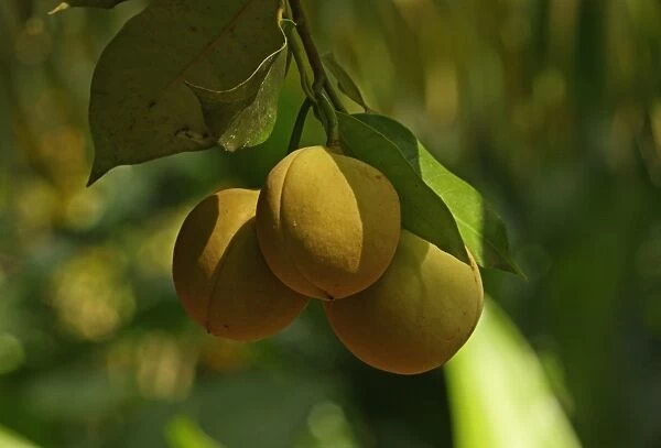 Golden Apple (Spondias dulcis) close-up of fruit, growing on tree, Fond Doux Plantation, St