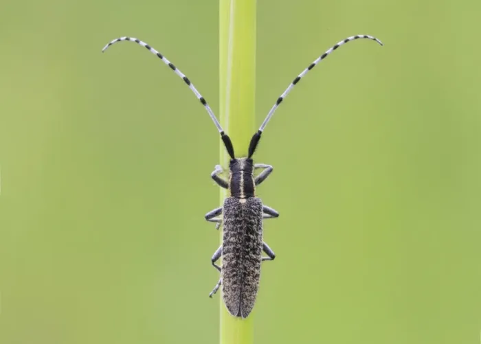 Framed Print : Golden-bloomed Grey Longhorn Beetle (Agapanthia villosoviridescens) adult, resting on grass stem, Leicestershire, England, june Framed Print : Golden-bloomed Grey Longhorn Beetle (Agapanthia villosoviridescens) adult, resting on grass stem, Leicestershire, England, june