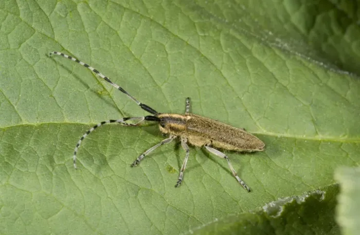 Framed Print : Golden-bloomed Grey Longhorn Beetle (Agapanthia villosoviridescens) adult, resting on leaf, French Pyrenees, France Framed Print : Golden-bloomed Grey Longhorn Beetle (Agapanthia villosoviridescens) adult, resting on leaf, French Pyrenees, France