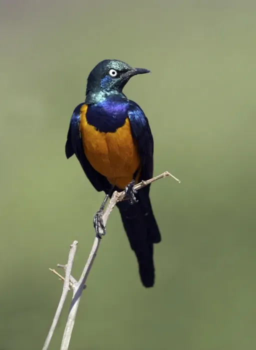 Framed Print : Golden-breasted Starling (Cosmopsarus regius) Adult perched on twig - Samburu, Kenya
