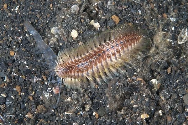 Golden Bristle Worm (Chloeia flava) adult, feeding on discarded shell from moulted shrimp, on black sand