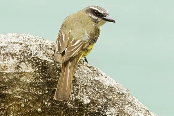 Golden-crowned Flycatcher (Myiodynastes chrysocephalus) adult, perched on rock in montane rainforest, San Isidro