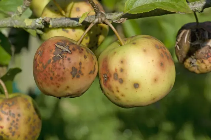 Framed Print : Golden delicious apples severely affected by apple scab, Venturia inaequalis Framed Print : Golden delicious apples severely affected by apple scab, Venturia inaequalis