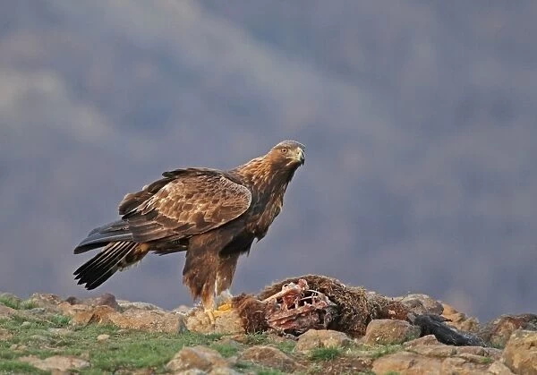 Golden Eagle (Aquila chrysaetos) adult, feeding at dead sheep, Rhodope Mountains, Southern Bulgaria, January