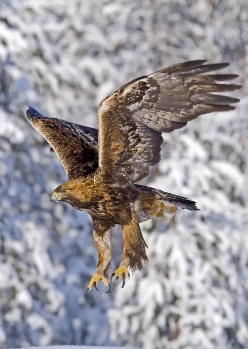Framed Print : Golden Eagle (Aquila chrysaetos) adult, in flight, with snow covered coniferous forest edge in background, Finland, february