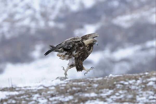 Golden Eagle (Aquila chrysaetos) adult, running across snow covered ground, Carpathian Mountains, Bulgaria, winter