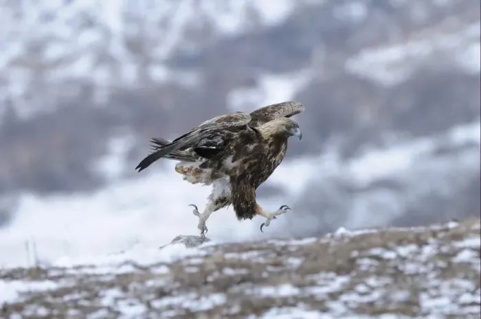 Framed Print : Golden Eagle (Aquila chrysaetos) adult, running across snow covered ground, Carpathian Mountains, Bulgaria, winter Framed Print : Golden Eagle (Aquila chrysaetos) adult, running across snow covered ground, Carpathian Mountains, Bulgaria, winter
