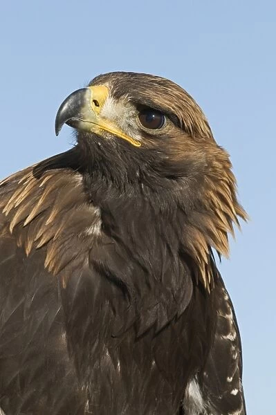 Golden Eagle (Aquila chrysaetos) adult, close-up of head, Kazakh hunters captive bird, Altai Mountains, Bayan-Ulgii, Western Mongolia, october