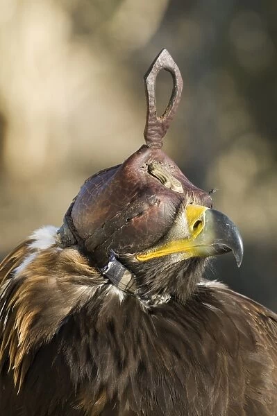 Golden Eagle (Aquila chrysaetos) adult, close-up of hooded head, Kazakh hunters captive bird, Altai Mountains, Bayan-Ulgii, Western Mongolia, october