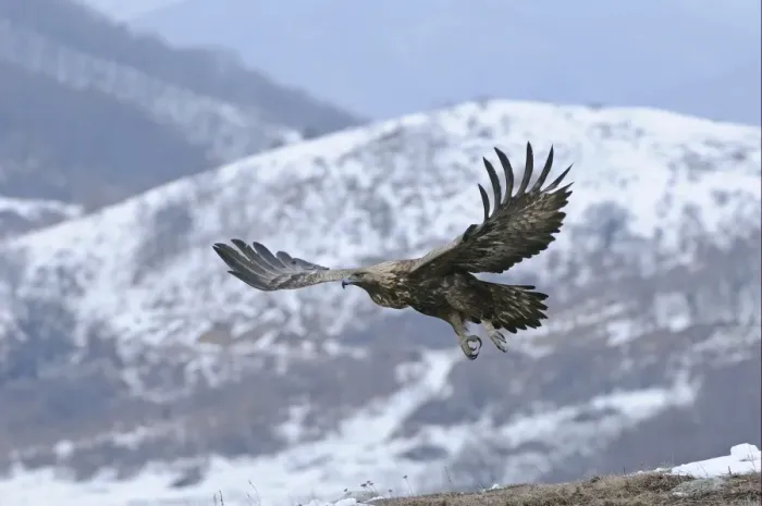 Framed Print : Golden Eagle (Aquila chrysaetos) adult, in flight over snow covered mountain, Carpathian Mountains, Bulgaria, winter