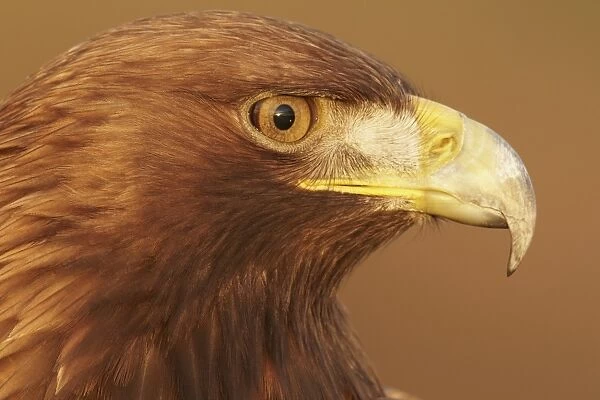 Golden Eagle (Aquila chrysaetos) adult, close-up of head, Scotland, january (captive)