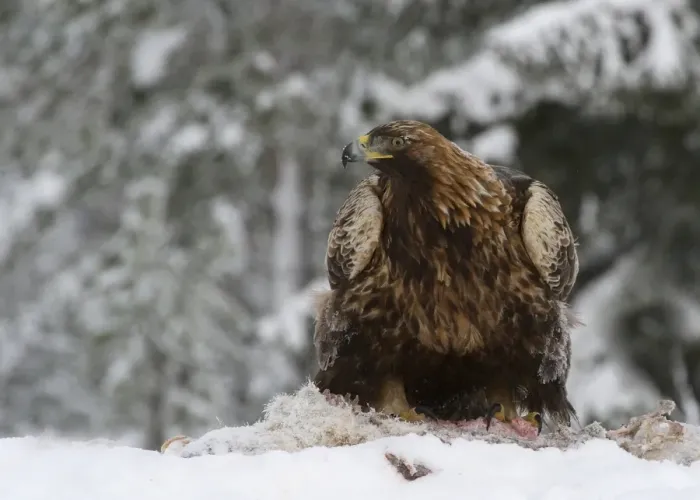 Framed Print : Golden Eagle (Aquila chrysaetos) adult, feeding on carrion in snow, Utajarvi, Oulu Province, Northern Ostrobothnia Framed Print : Golden Eagle (Aquila chrysaetos) adult, feeding on carrion in snow, Utajarvi, Oulu Province, Northern Ostrobothnia