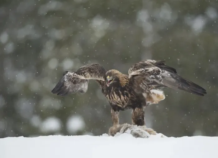 Framed Print : Golden Eagle (Aquila chrysaetos) adult, feeding on carcase in snow during snowfall, Finland, February Framed Print : Golden Eagle (Aquila chrysaetos) adult, feeding on carcase in snow during snowfall, Finland, February