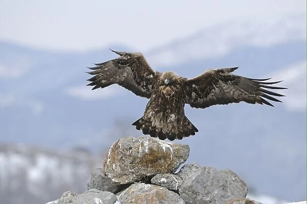 Golden Eagle (Aquila chrysaetos) adult, in flight, landing on rock, Carpathian Mountains, Bulgaria, winter