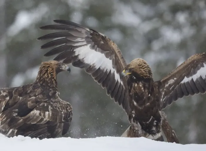 Framed Print : Golden Eagle (Aquila chrysaetos) adult and immature, fighting in snow during snowfall, Finland, February Framed Print : Golden Eagle (Aquila chrysaetos) adult and immature, fighting in snow during snowfall, Finland, February