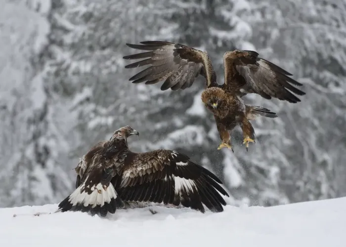 Framed Print : Golden Eagle (Aquila chrysaetos) adult and immature, fighting over carrion in snow, Utajarvi, Oulu Province Framed Print : Golden Eagle (Aquila chrysaetos) adult and immature, fighting over carrion in snow, Utajarvi, Oulu Province