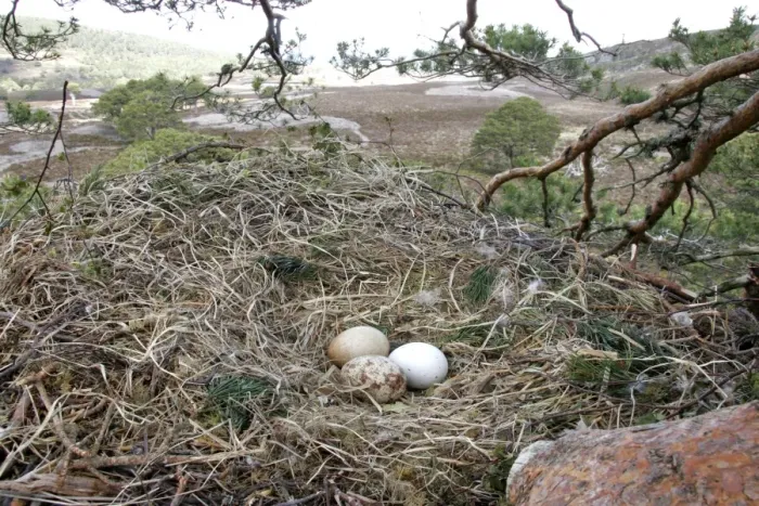 Framed Print : Golden Eagle (Aquila chrysaetos) three eggs, nest in pine tree, Cairngorms N. P. Grampian Mountains, Highlands, Scotland, may Framed Print : Golden Eagle (Aquila chrysaetos) three eggs, nest in pine tree, Cairngorms N. P. Grampian Mountains, Highlands, Scotland, may